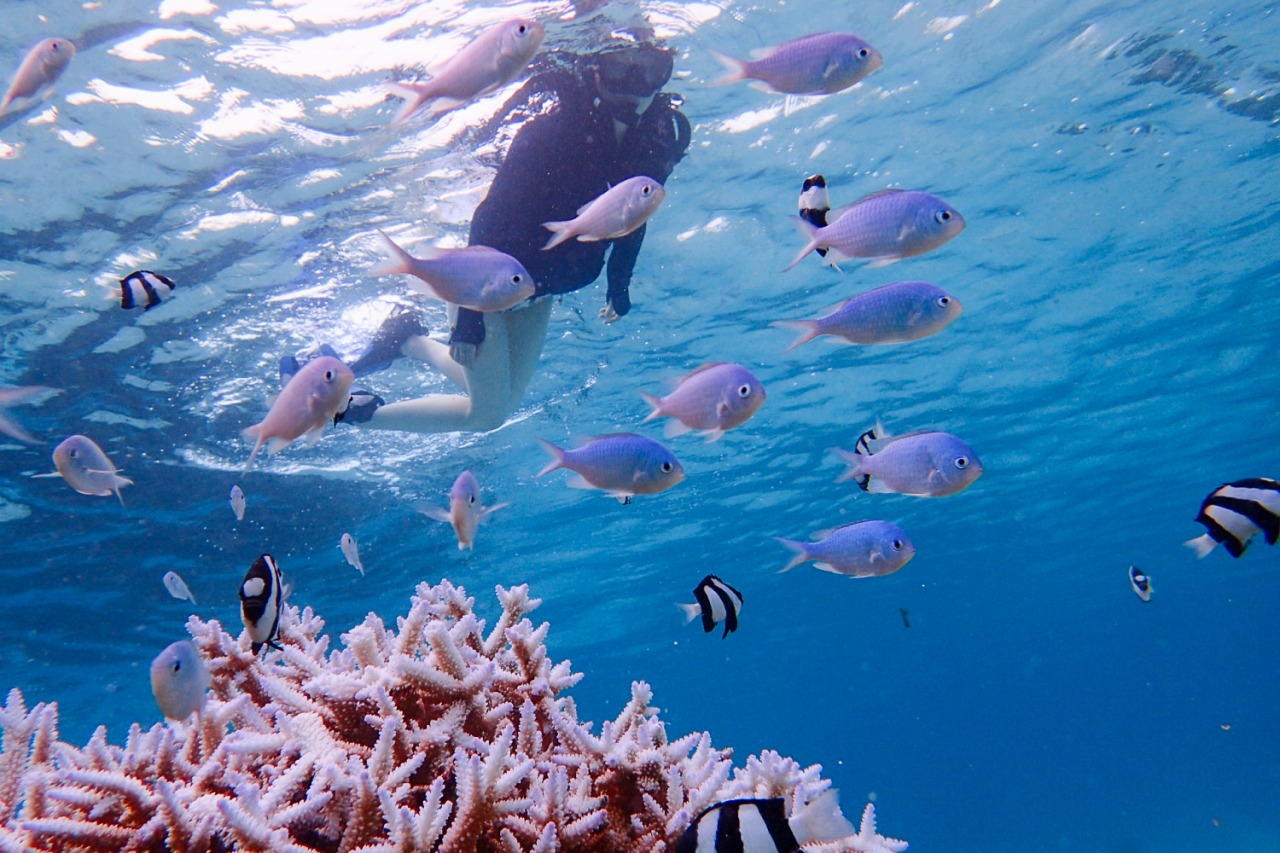 熱帯魚と一緒にシュノーケリング