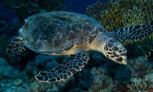 宮古島周辺に生息するタイマイの遊泳