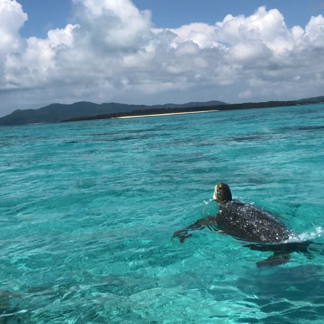 ウミガメの息継ぎ