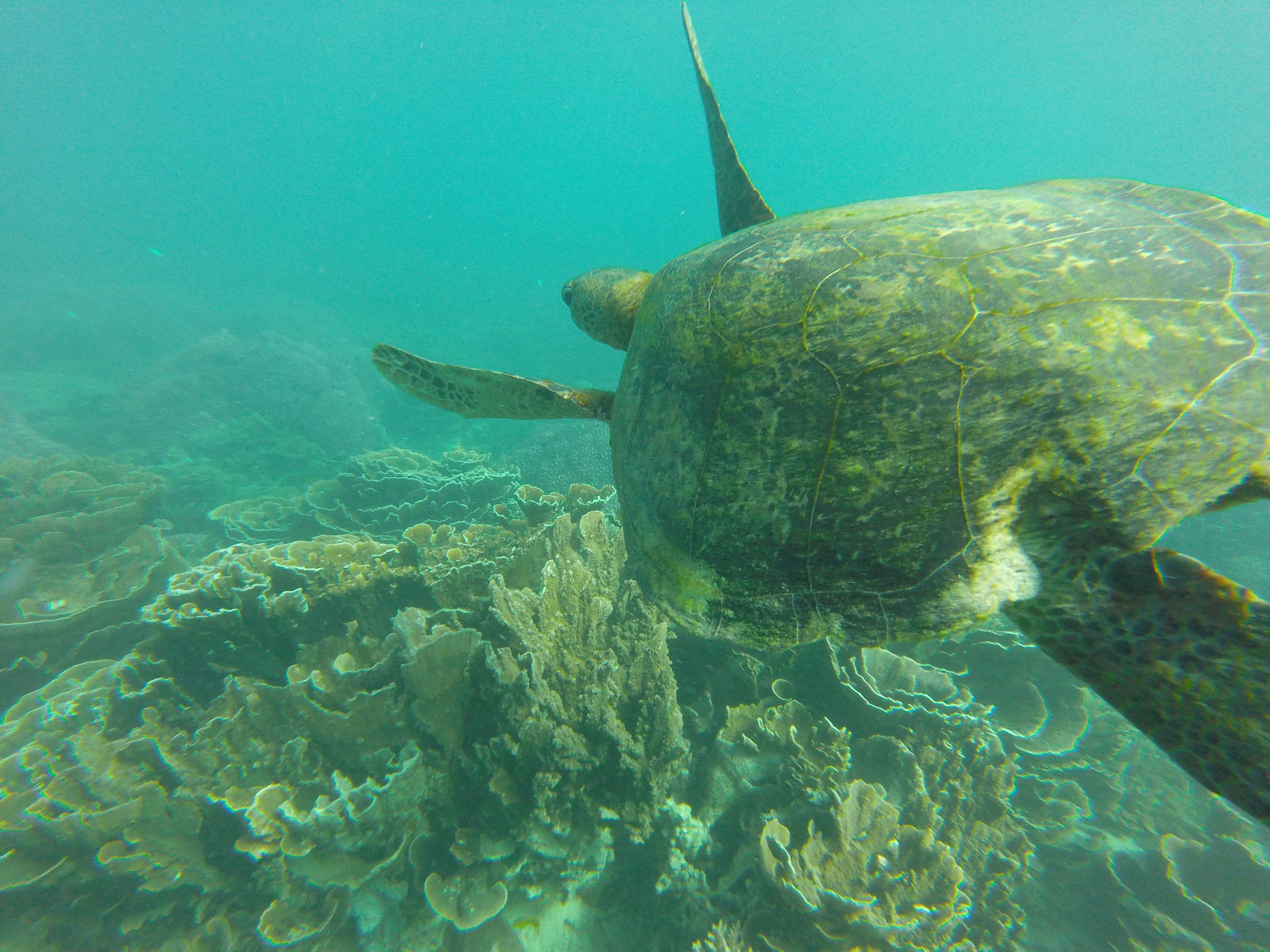 宮古島のウミガメのイメージ