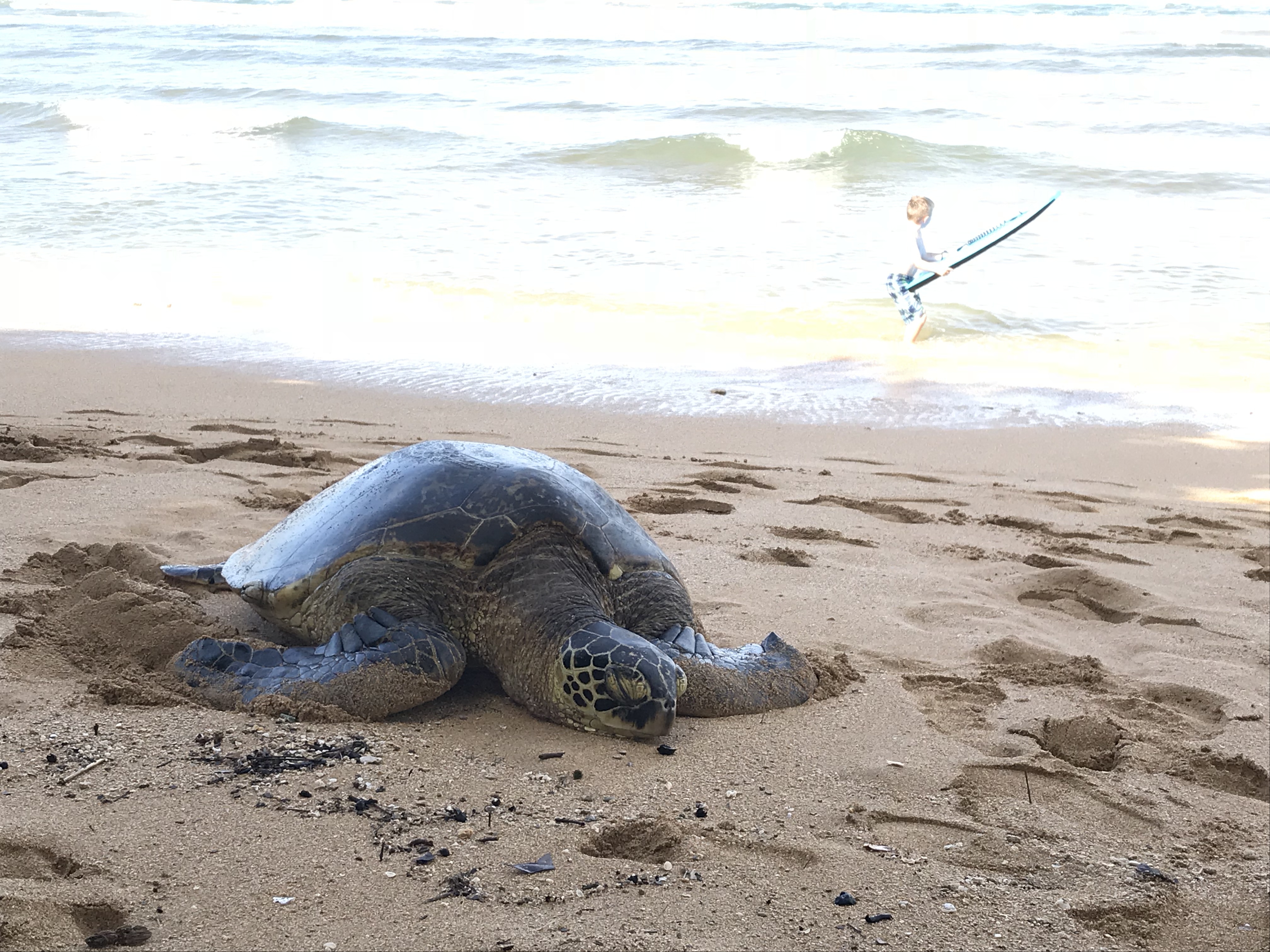 宮古島でウミガメと泳ごう 種類や生態を徹底解説 高確率遭遇ツアーも 宮古島ツアーズ