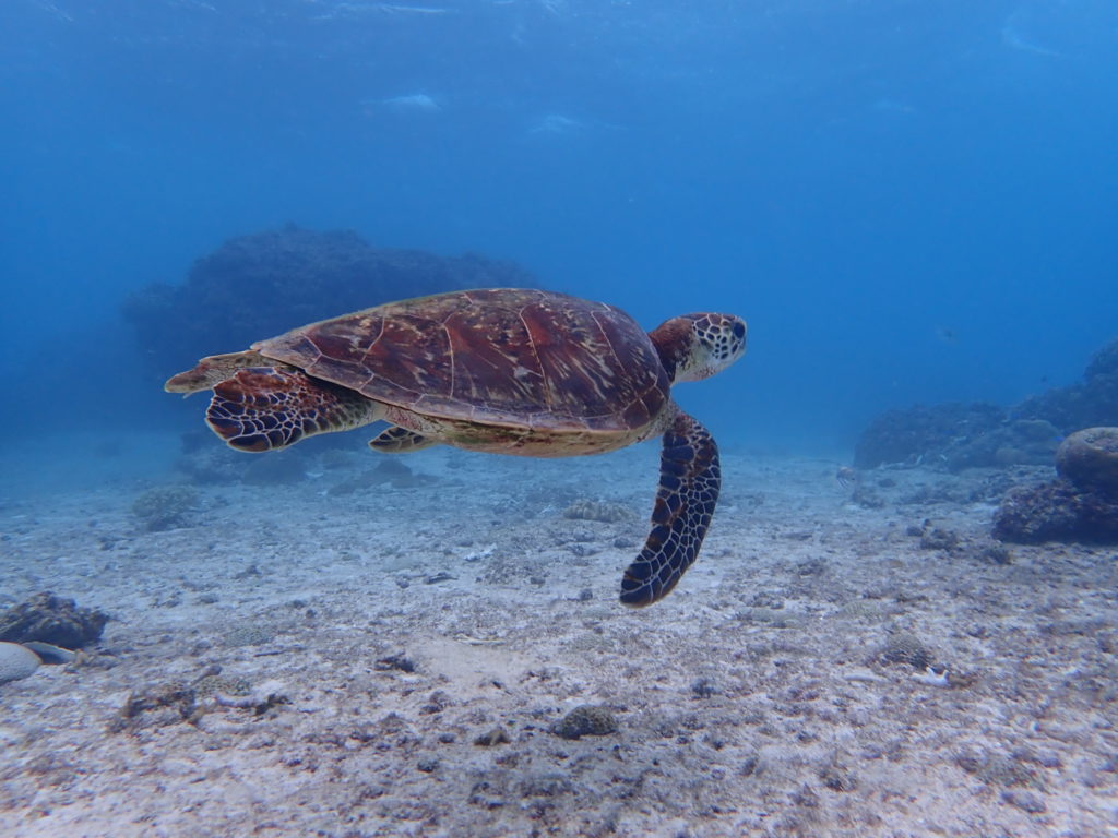 宮古島のシュノーケリング