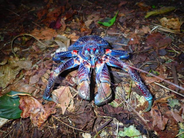 宮古島　ヤシガニ