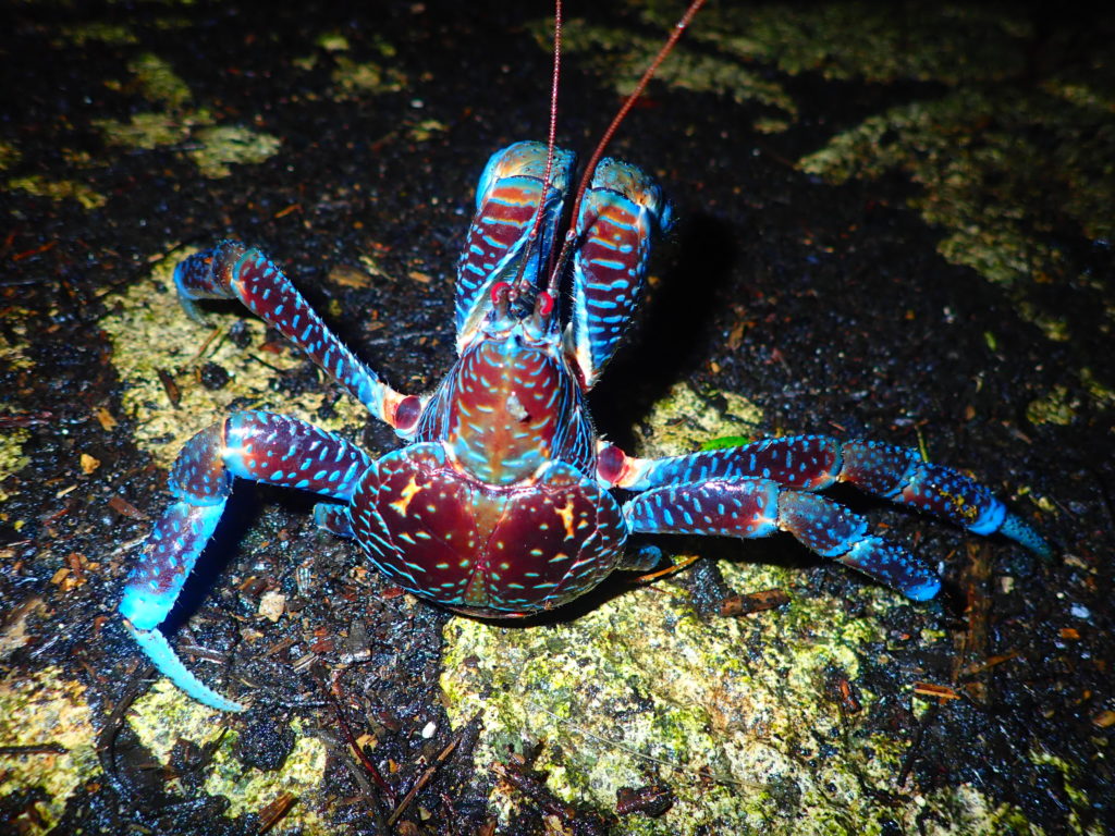 宮古島のナイトツアー