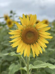 宮古島のヒマワリ畑