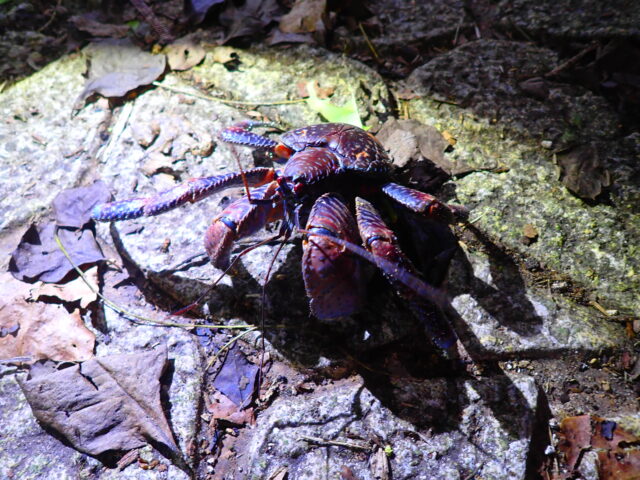 宮古島 ヤシガニ