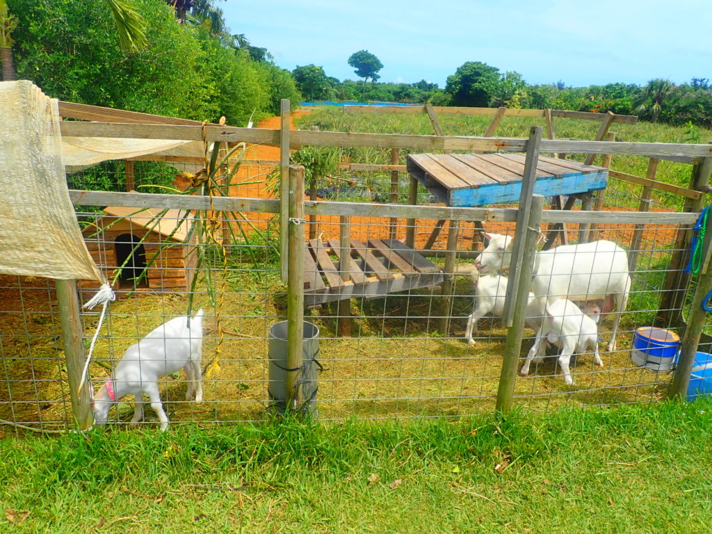 宮古島熱帯果樹園まいぱり