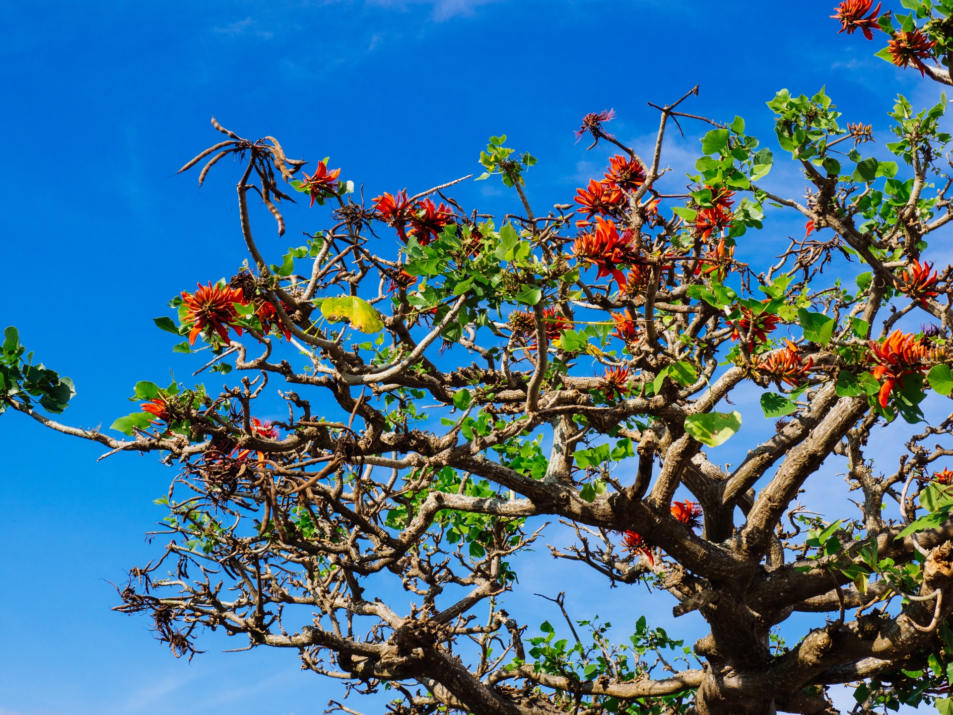 春の宮古島のイメージ