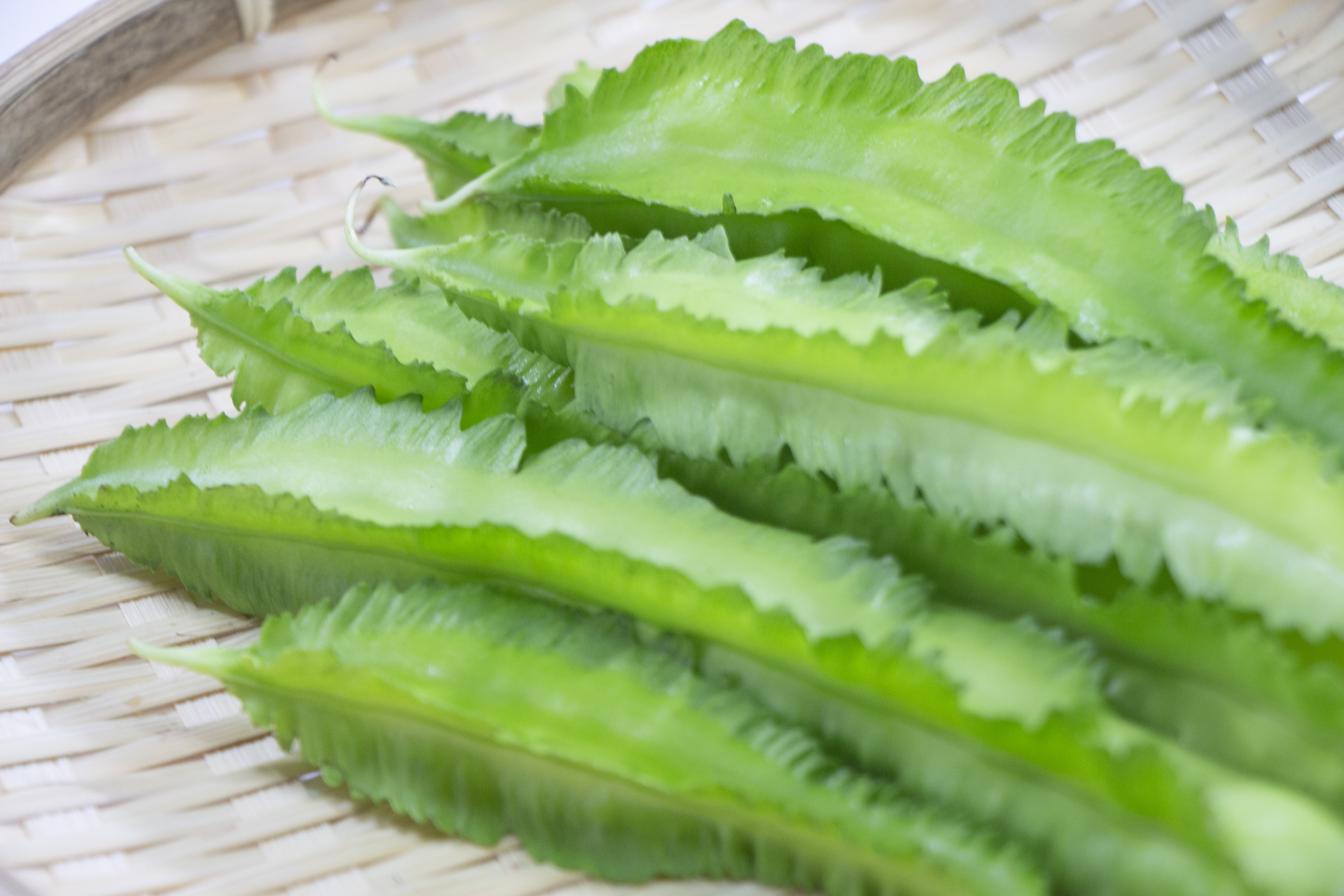 宮古島の９月のうりずん豆