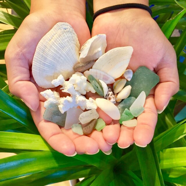 貝殻を手に持った写真