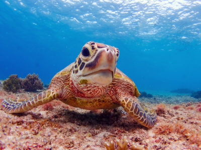 宮古島の浅瀬に佇むウミガメ