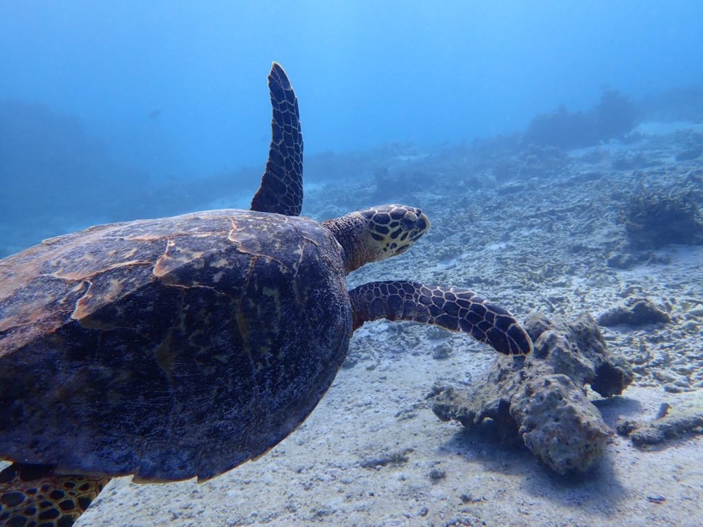 宮古島のシュノーケリング