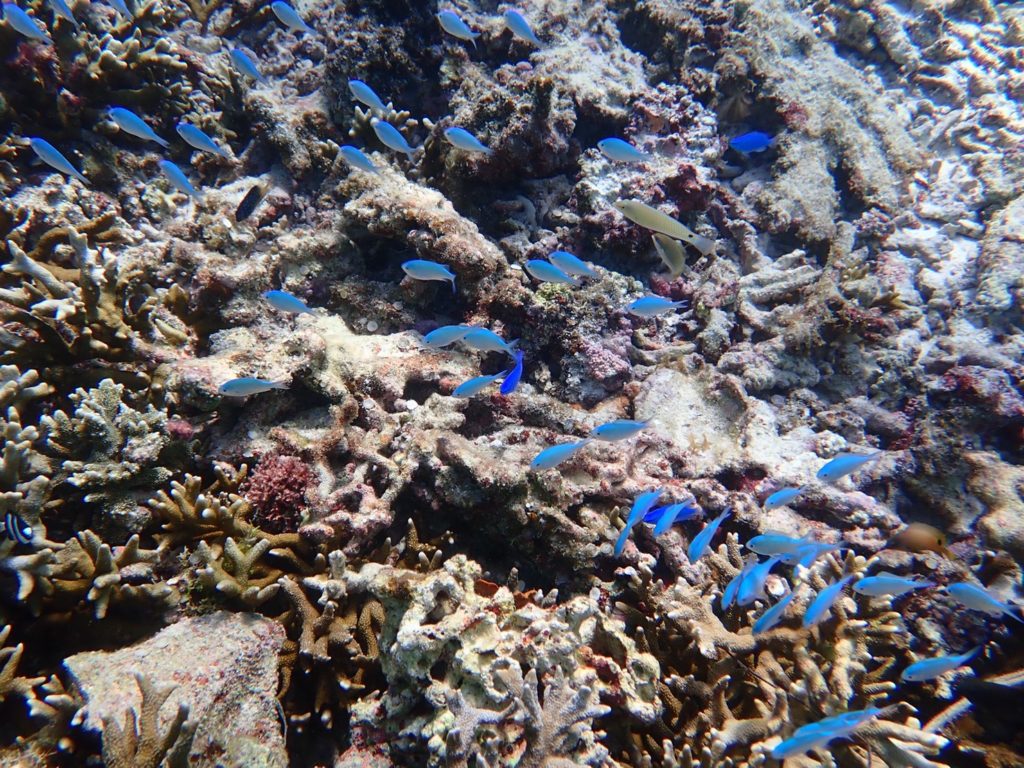 宮古島のシュノーケリング