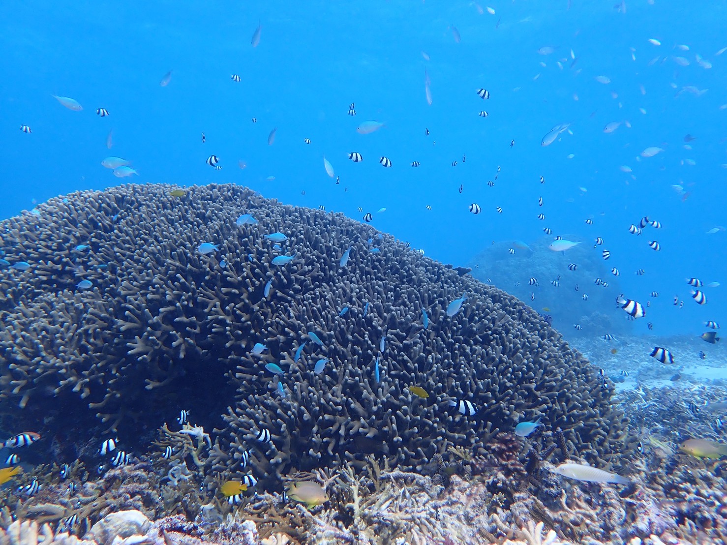 宮古島シュノーケリング カラフルサンゴ 熱帯魚と遊ぼう お手軽ビーチシュノーケリングツアー 宮古島ツアーズ