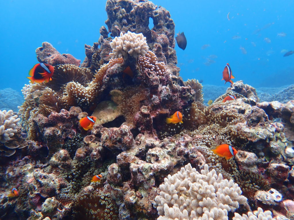 宮古島のシュノーケリング
