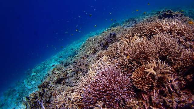 日本最大級のサンゴ礁に感動！ 美しい海中世界『八重干瀬（やびじ）』