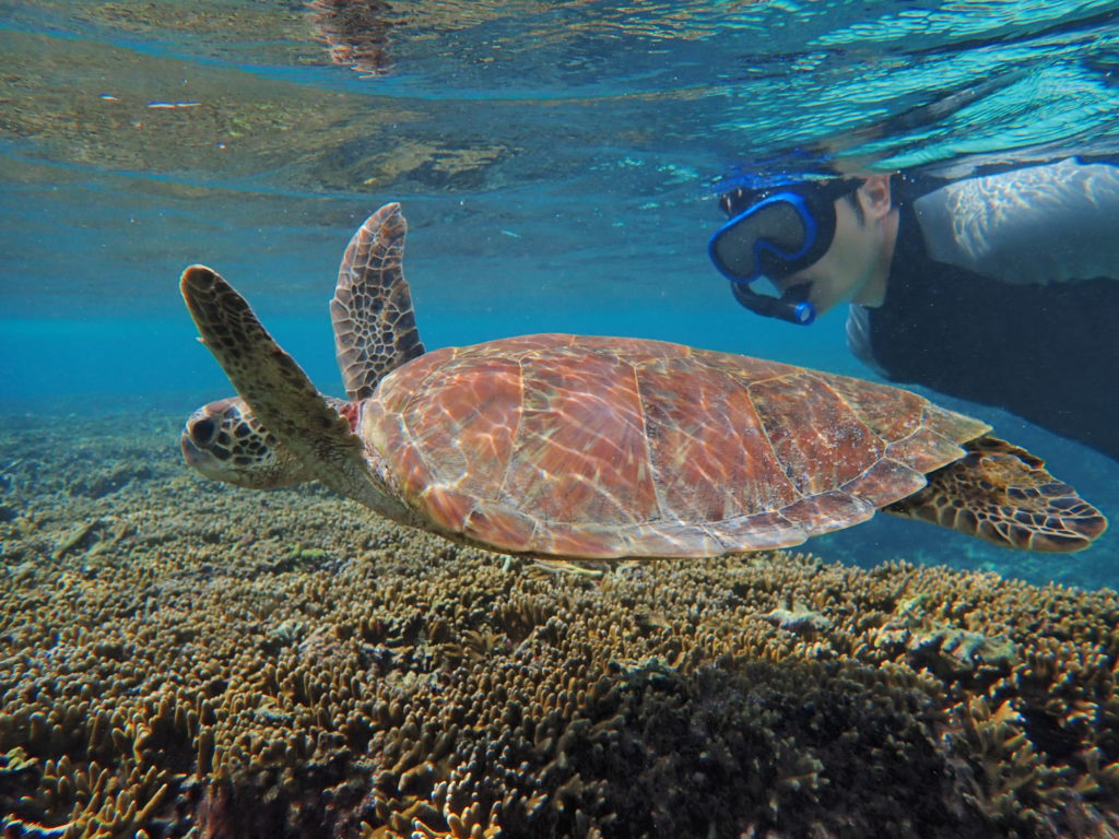 宮古島のシュノーケリング体験中にウミガメに遭遇