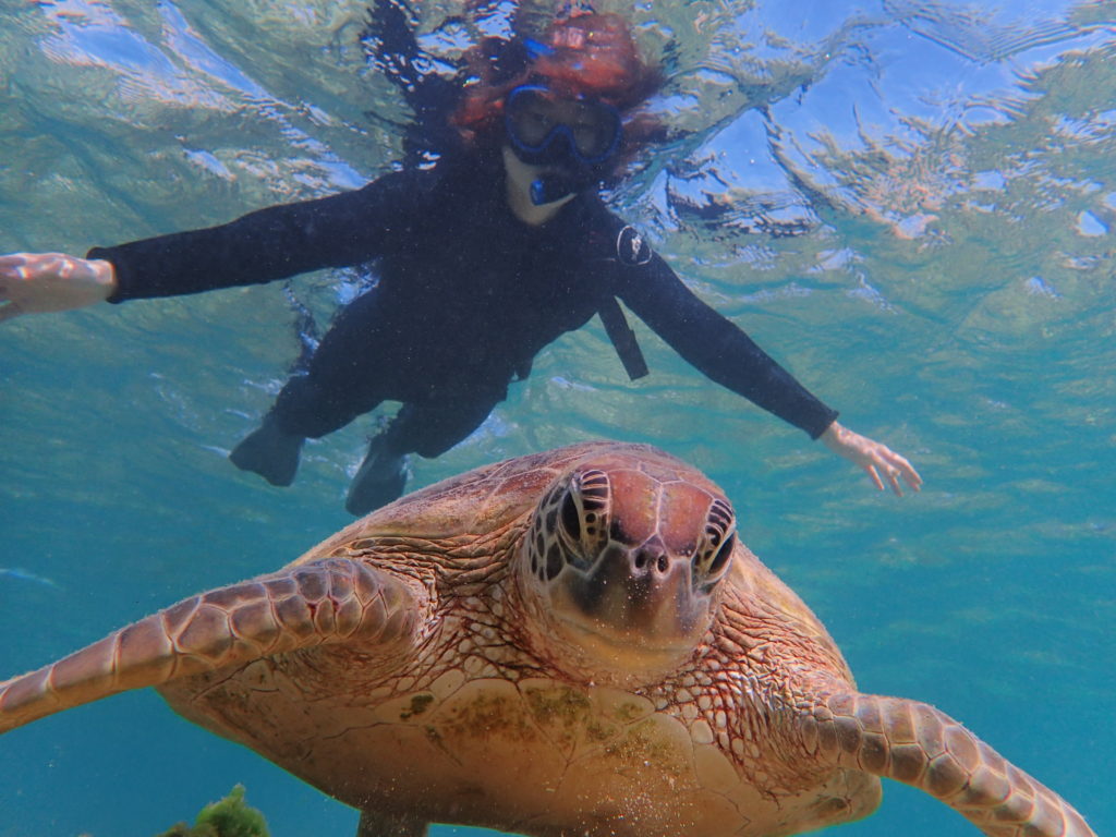 宮古島のシュノーケリング中にウミガメに遭遇