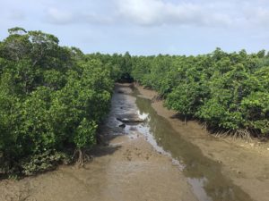 島尻のマングローブ林 宮古島の観光スポット 宮古島ツアーズ