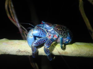 宮古島のヤシガニ