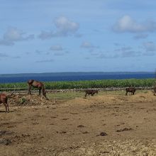 宮古島の観光スポットの宮古馬牧場
