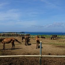 宮古島の観光スポットの宮古馬牧場