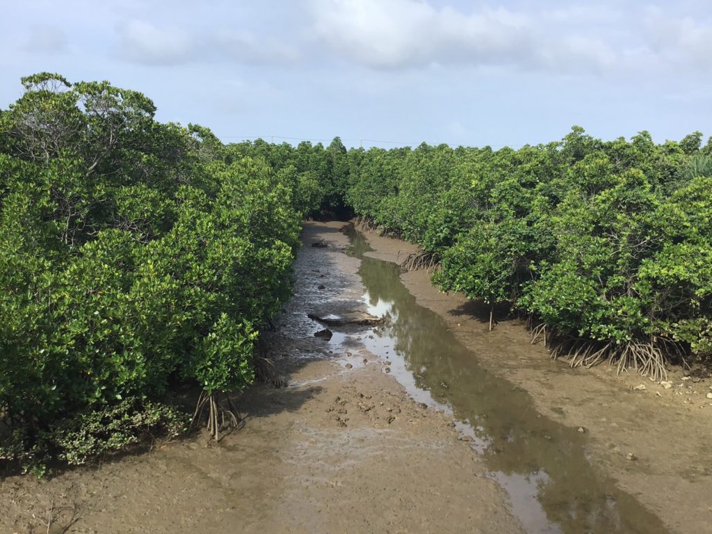 島尻マングローブ