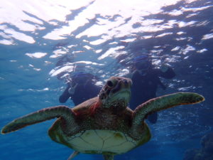 宮古島のシュノーケリングツアー