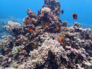 宮古島のサンゴ