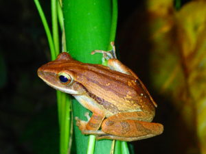 宮古島のナイトツアー