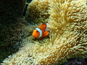 宮古島のシュノーケリング