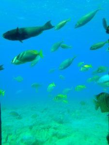 宮古島海中公園