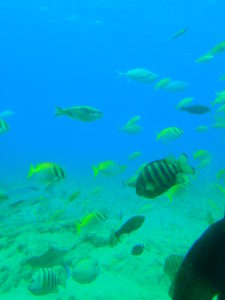 宮古島海中公園
