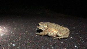 大野山林のカエル