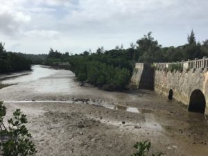 島尻マングローブ