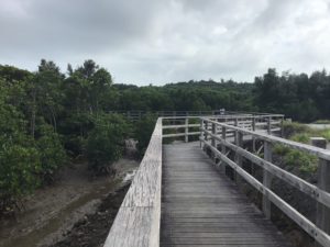 島尻マングローブ