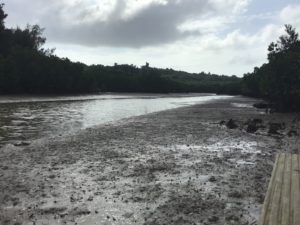 島尻マングローブ