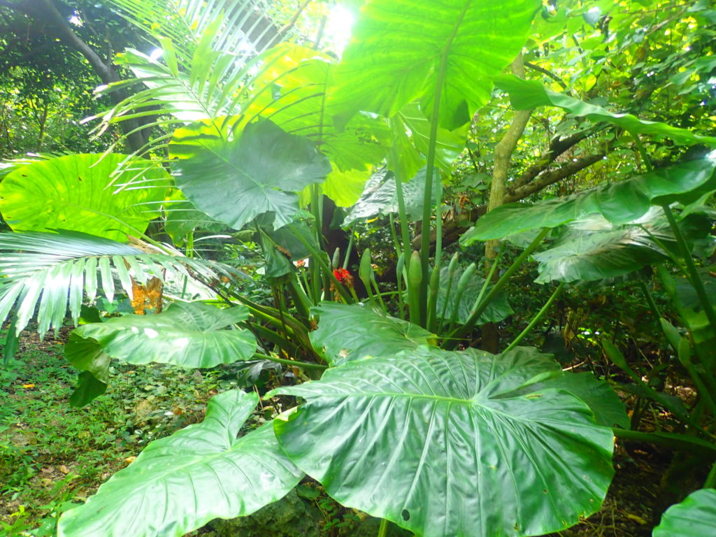 宮古島の植物のクワズイモ