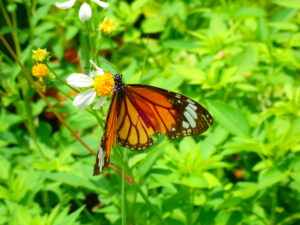 宮古島の生物のスジグロカバマダラ
