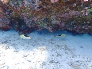 宮古島の魚のセグロチョウチョウウオ