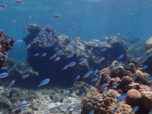 デバスズメダイ