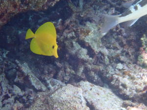 宮古島の魚のキイロハギ