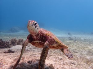 宮古島のウミガメ