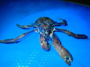 宮古島の生物のヤシガニ