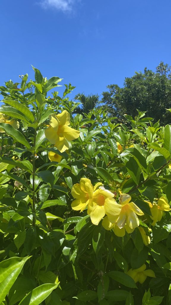 宮古島の植物のハイビスカス