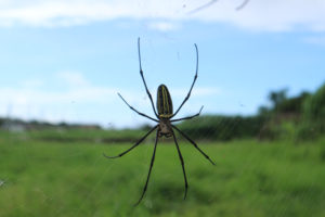 宮古島の生物のジョロウグモ