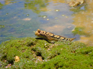 ミナミトビハゼ