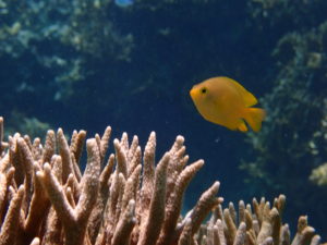宮古島の魚のネッタイスズメダイ