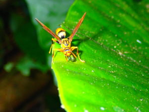 宮古島の生物のチビアシナガバチ