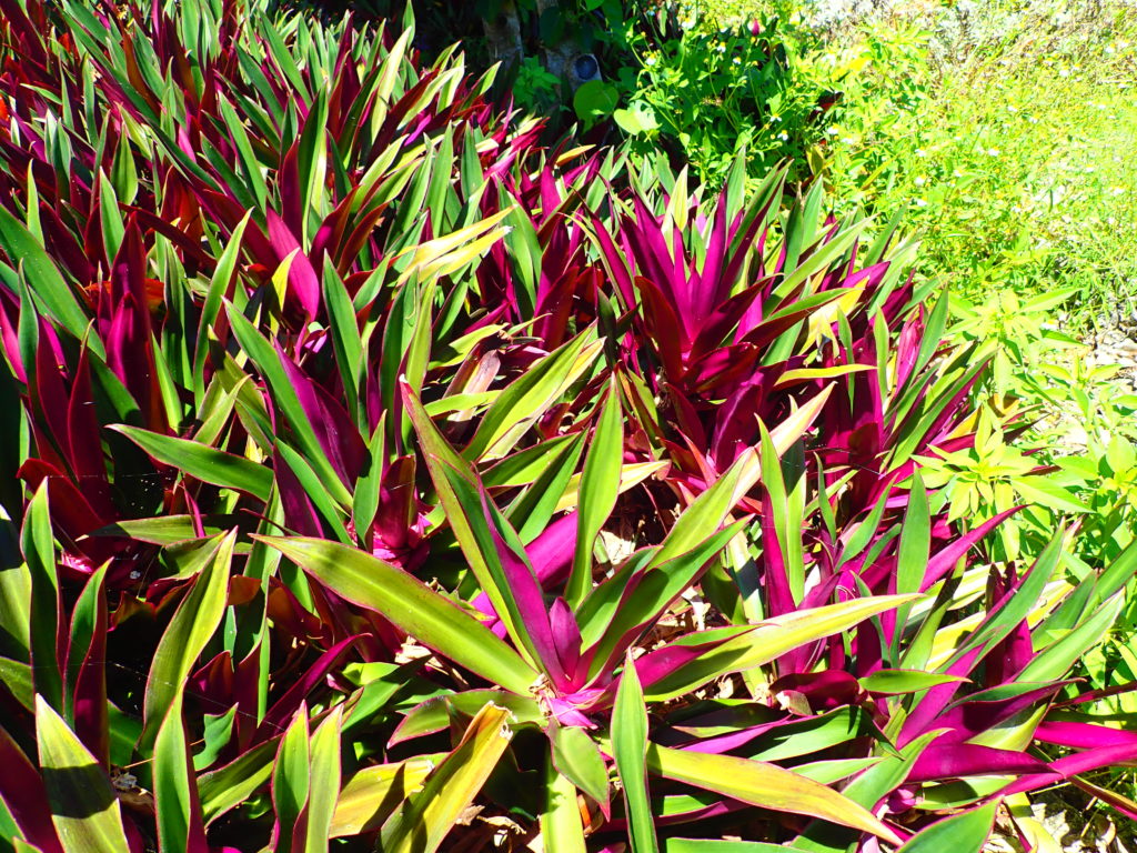 宮古島の植物のムラサキオモト